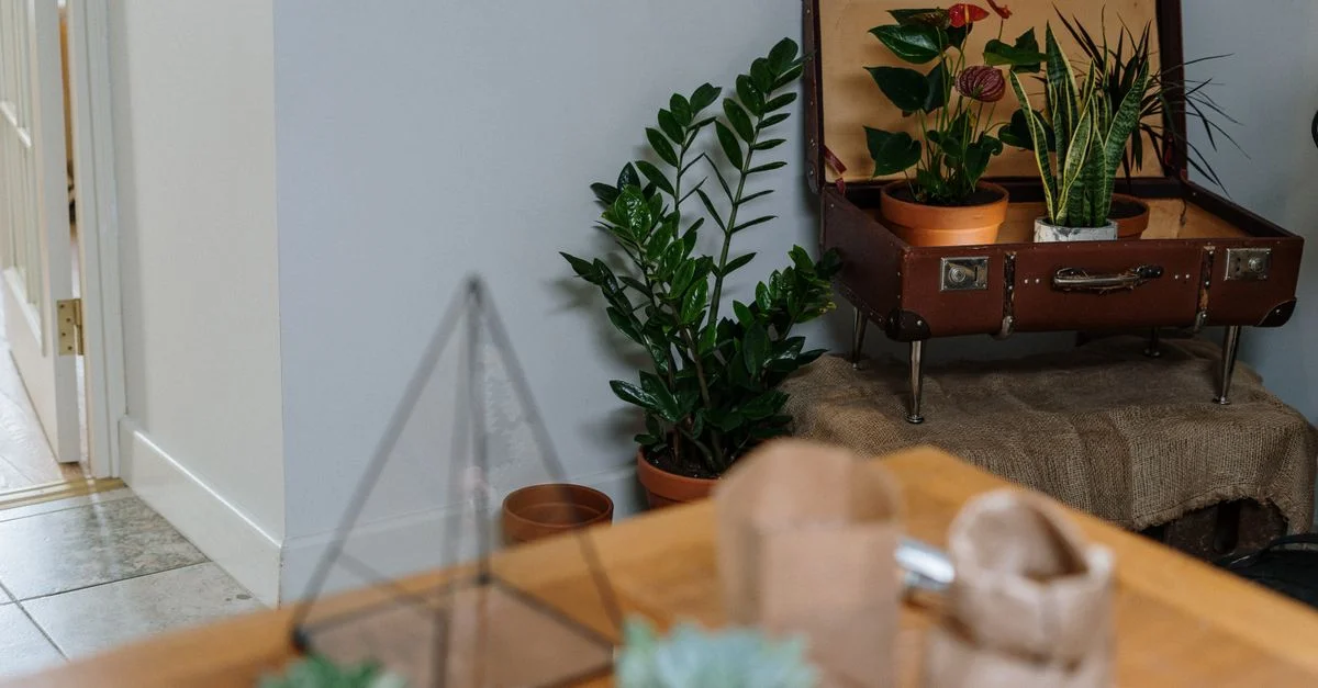 Affichage créatif de plantes d'intérieur dans une valise vintage, stylisé avec des succulentes et une décoration moderne.
