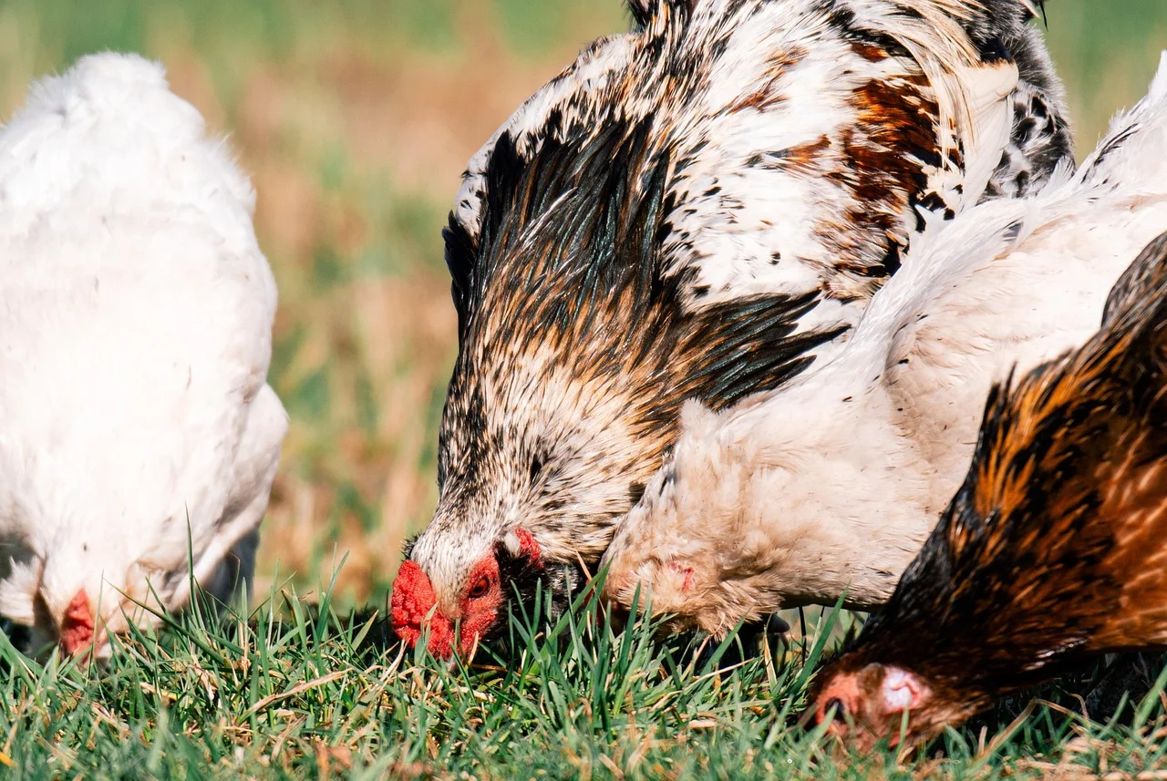 Devenir éleveur de poules pondeuses : un guide pas à pas pour commencer un élevage