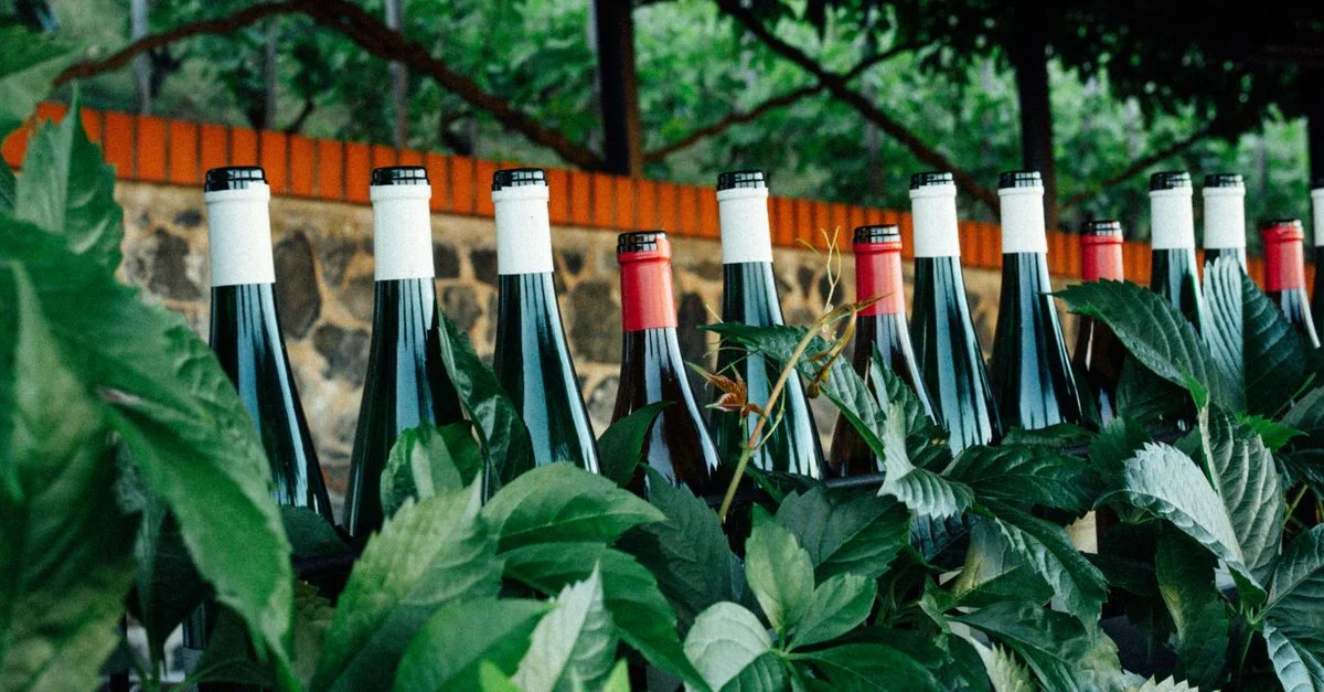 Une rangée de bouteilles de vin parmi un feuillage vert luxuriant dans un vignoble, créant une atmosphère accueillante et tranquille.