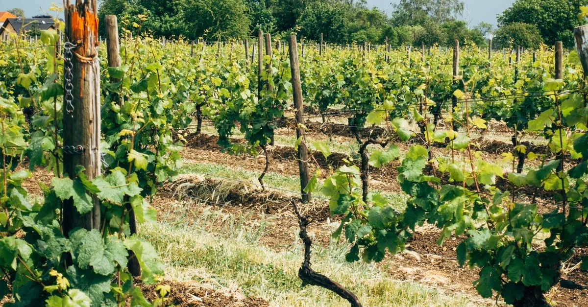 Vignoble vert vif en été, mettant en valeur des vignes près de Flörsheim am Main, Allemagne.
